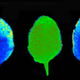 Image for article titled Plants can think and perform computations, say scientists
